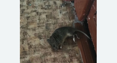 Дезинфекция от мышей в Шимановске