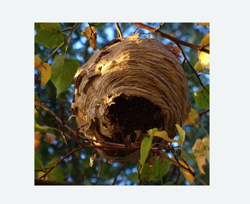 Обработка от шершней в Шимановске