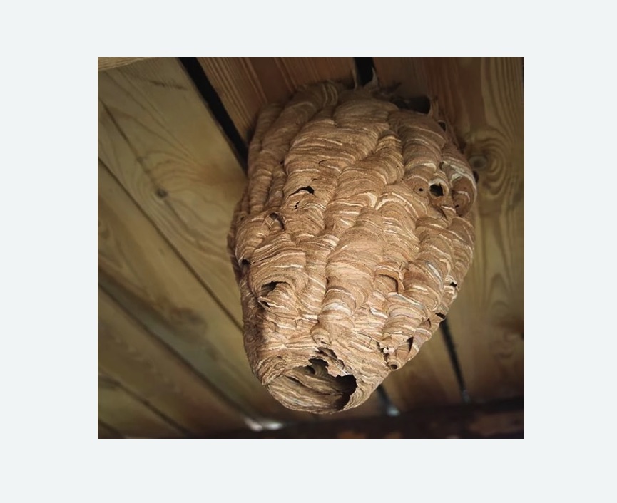 обработка от шершней в Шимановске