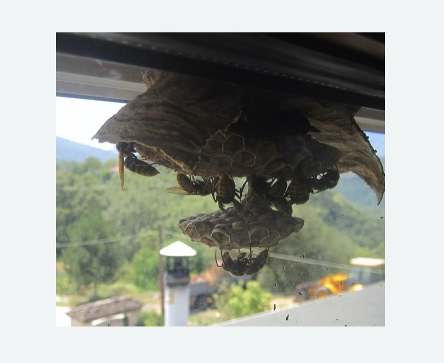 Уничтожение гнёзд шершней в Шимановске