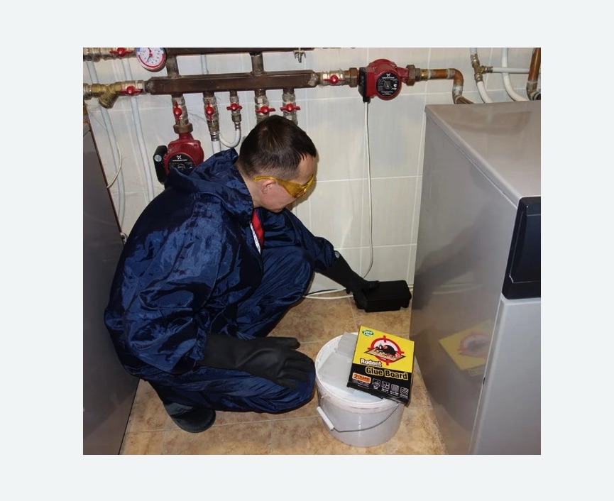 Уничтожение крыс в Шимановске