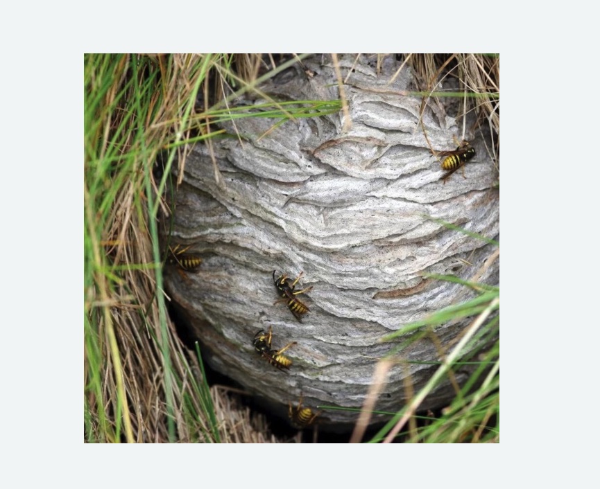 Уничтожение ос и ульев в Шимановске